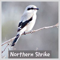 Northern Shrike